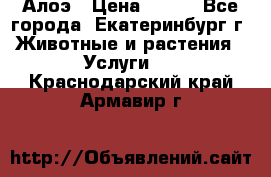 Алоэ › Цена ­ 150 - Все города, Екатеринбург г. Животные и растения » Услуги   . Краснодарский край,Армавир г.